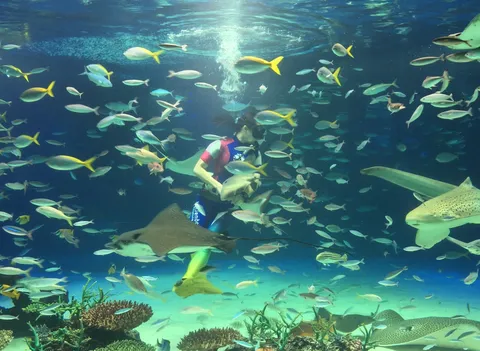 ダイバーさんとお魚たちの水中パーティー