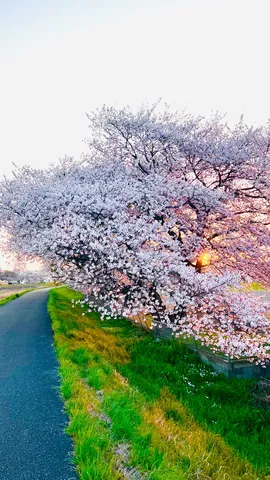 桜並木と夕照の道