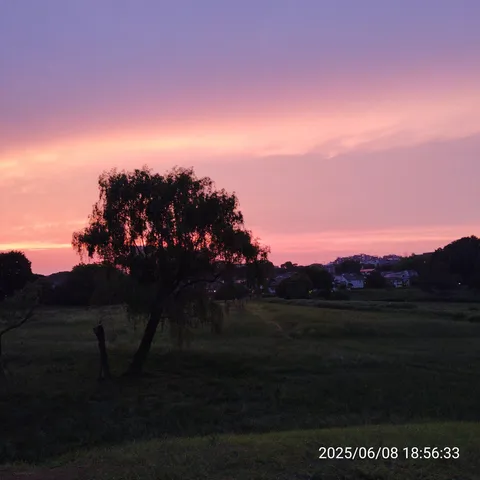 夕暮れの木影と彩る空
