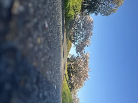 低い視線で切り取った桜並木