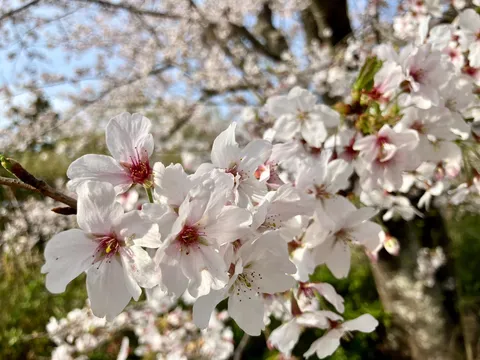 春の息吹、桜の精'