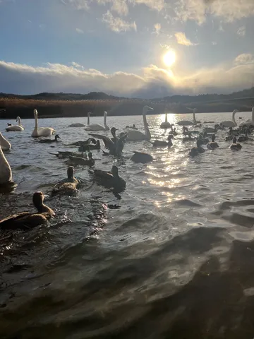 水面の光と白鳥の詩