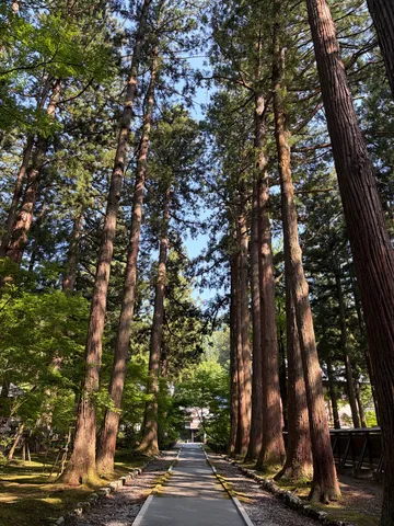 天へと伸びる巨木の参道
