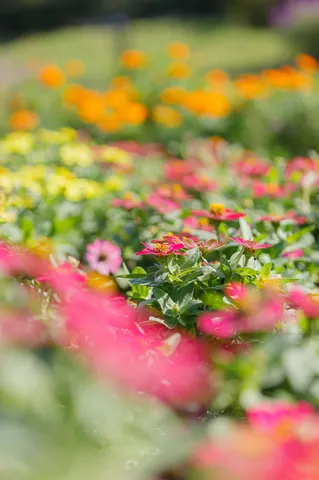 花畑の風が染まる