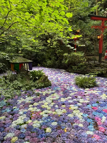 彩り映える水面の夢