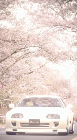 桜並木と白いスポーツカー