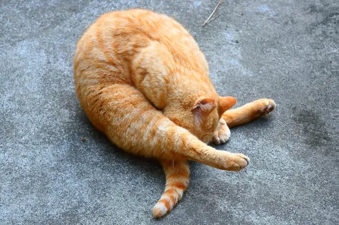 奇妙なポーズでくつろぐ猫