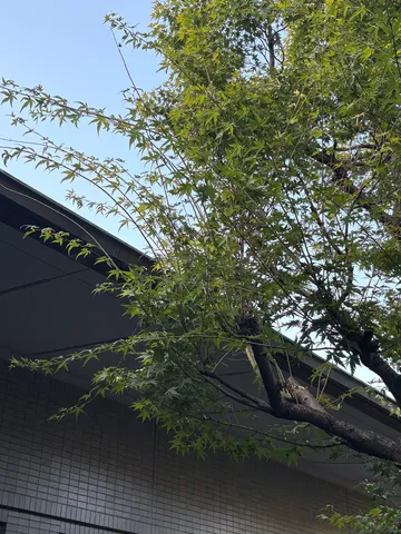 風に揺れる新緑の影