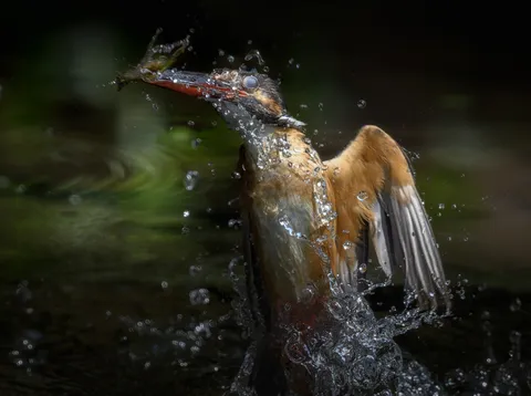 躍動する瞬間、水しぶきに舞う