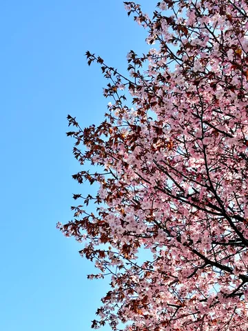 青空に舞う春の彩
