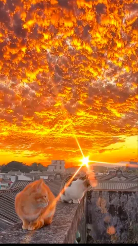 猫、夕焼け、そして輝き