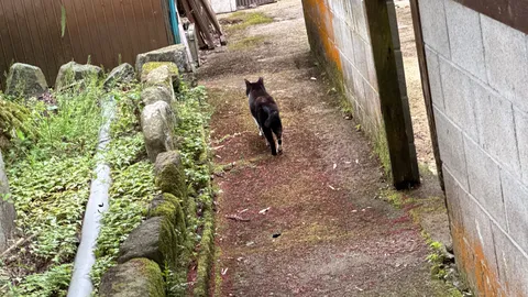 路地を行く旅猫の影