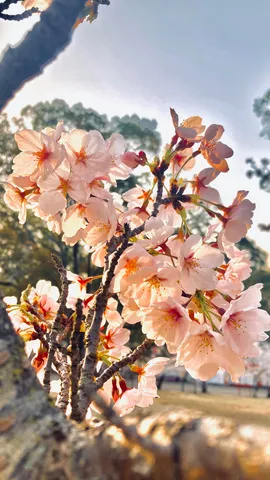 早朝の桜