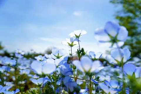 花たちが見上げた、ちょっと眩しい空
