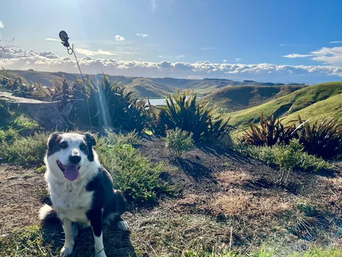 絶景かな、犬も満足！