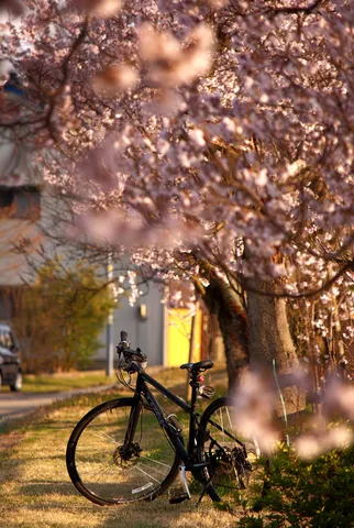 春風と自転車、淡い桜の息吹