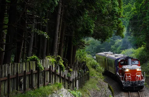 深緑を抜ける赤い列車