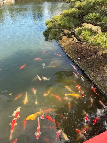 錦鯉が泳ぐ、光と影の庭園