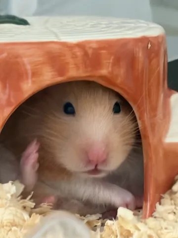 なんだか見られているような、ハムスターのぞき見