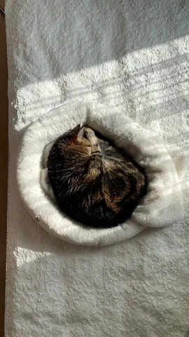 猫さん、丸くなってお昼寝タイム