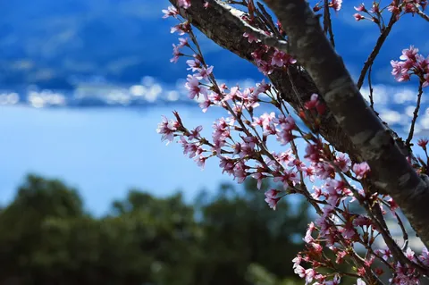 桜と青の世界、絶妙バランス
