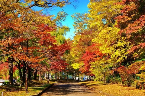 色鮮やかな紅葉の散歩道
