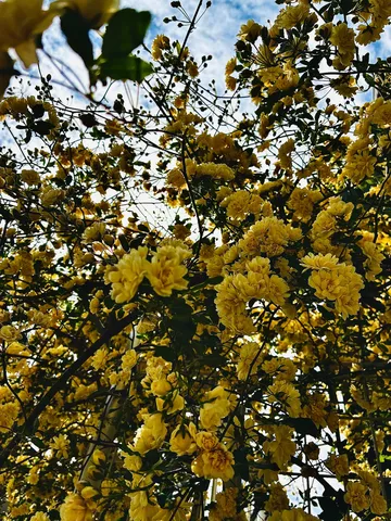 黄色い花の絨毯