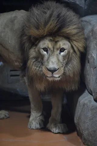 岩影に潜む百獣の王