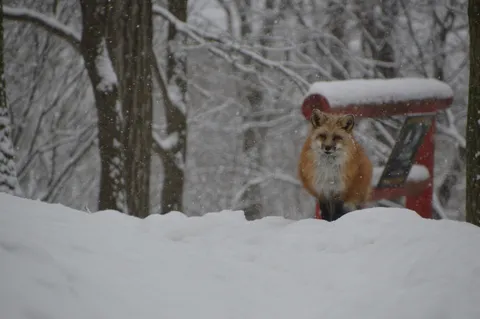 雪降る森の赤いキツネ