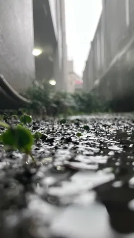 雨上がりの小道