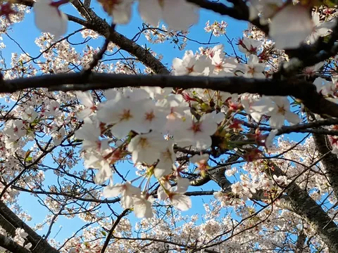 視界を独占する桜の誘惑