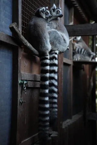 長い尻尾が主役の瞬間