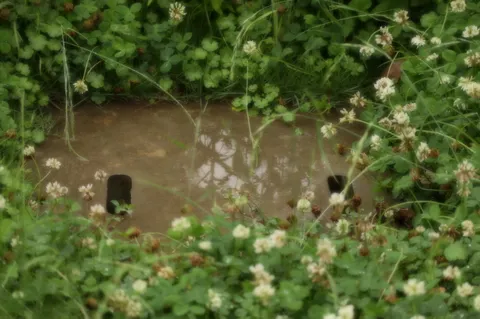雨上がりの小道、草花の囁き
