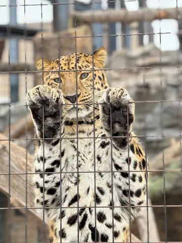 格子越しのレパード