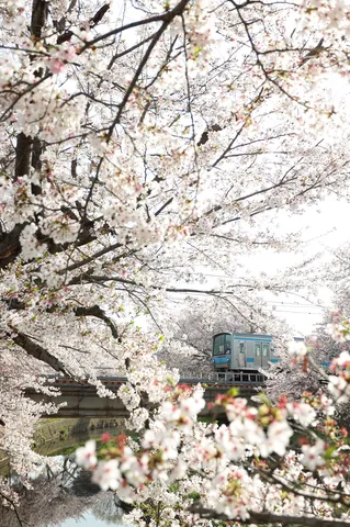 桜と共走する春の列車