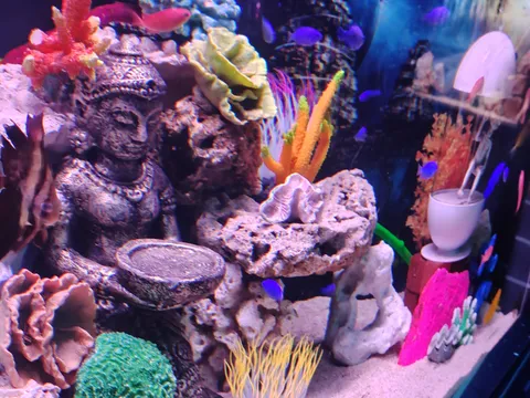 神秘的な水中世界のアクアリウム