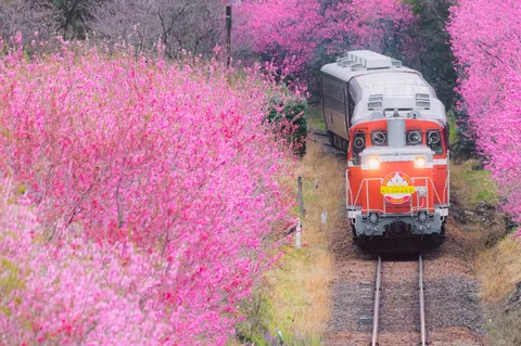 桃色の渓谷を行く列車