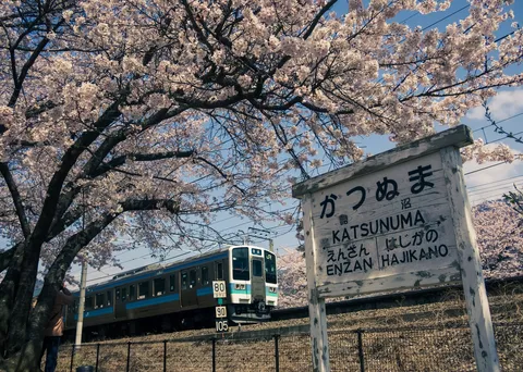 桜の下、列車が往く春の情景