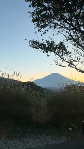 夕暮れの山とすすき