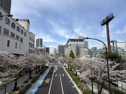 桜と青い自転車道、都会の春