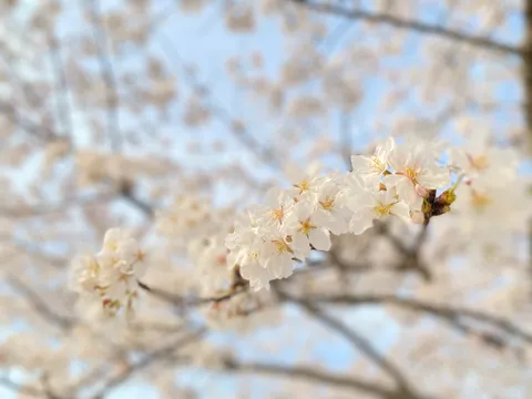 春の訪れ、淡い桜の囁き