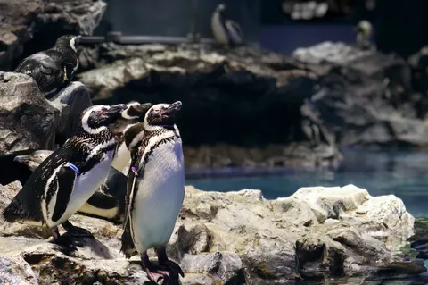 すみだ水族館の夫婦