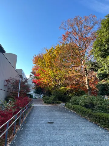 秋色に染まる並木道