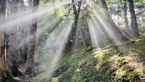 木漏れ日が織りなす森の神秘