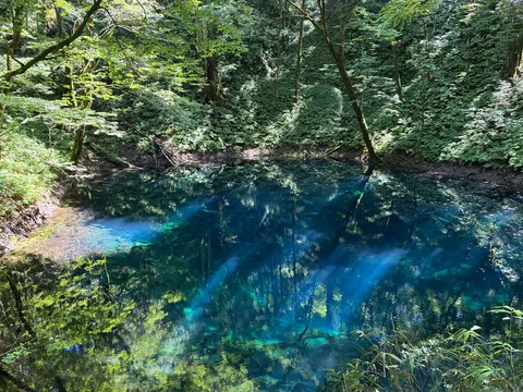 青と緑の静寂が揺れる池