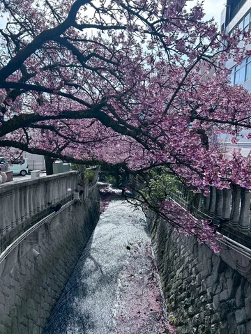 水面に映る桜の夢