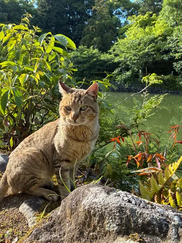 水辺の風情と猫のまなざし