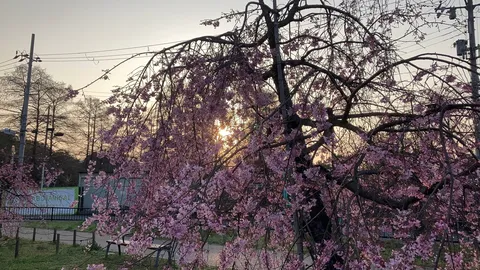 しだれ桜と夕日の追いかけっこ