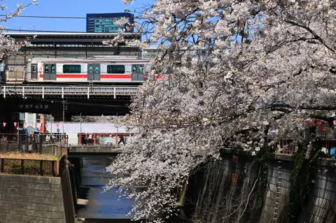 桜と電車が彩る都市の春