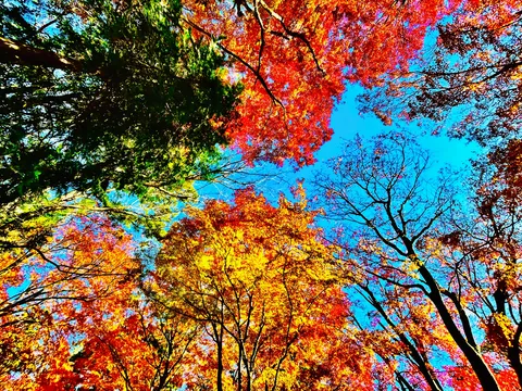 見上げる秋空、彩りのシンフォニー